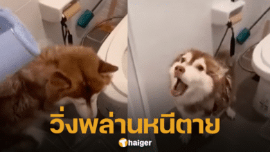 A perverted woman uses hot water to pour on a dog