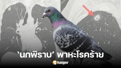 Cryptococcus neoformans