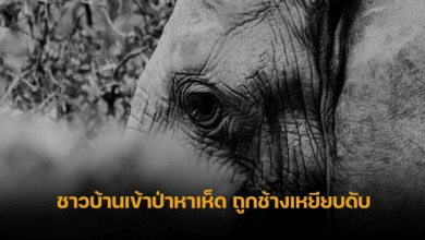 Elephant kills a man