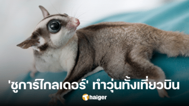 Flight delayed after sugar glider escapes aboard plane