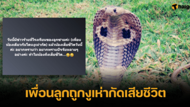 My child's friend was bitten by a cobra and died.