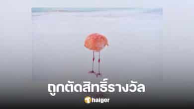 Photographer Disqualified From AI Image Contest After Winning With Real Photo