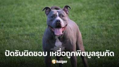 Relatives complain 'brother-in-law' was bitten by a pitbull and is in the ICU. The opposing party paid 5,000 baht - refused to pay more. Challenge to court