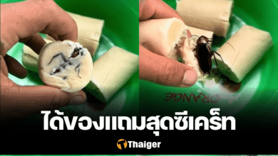 หมูยอ แมลงสาบ