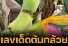 Thai banana lotto 1 7 67 (1)