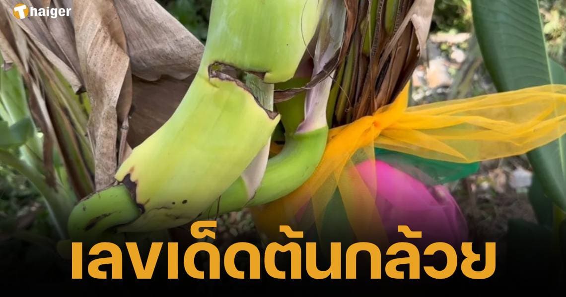 Thai banana lotto 1 7 67 (1)