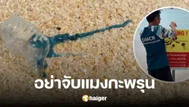 Warning 'Bottlehead jellyfish' found strewn around Phuket. Do not touch them, the venom is deadly.