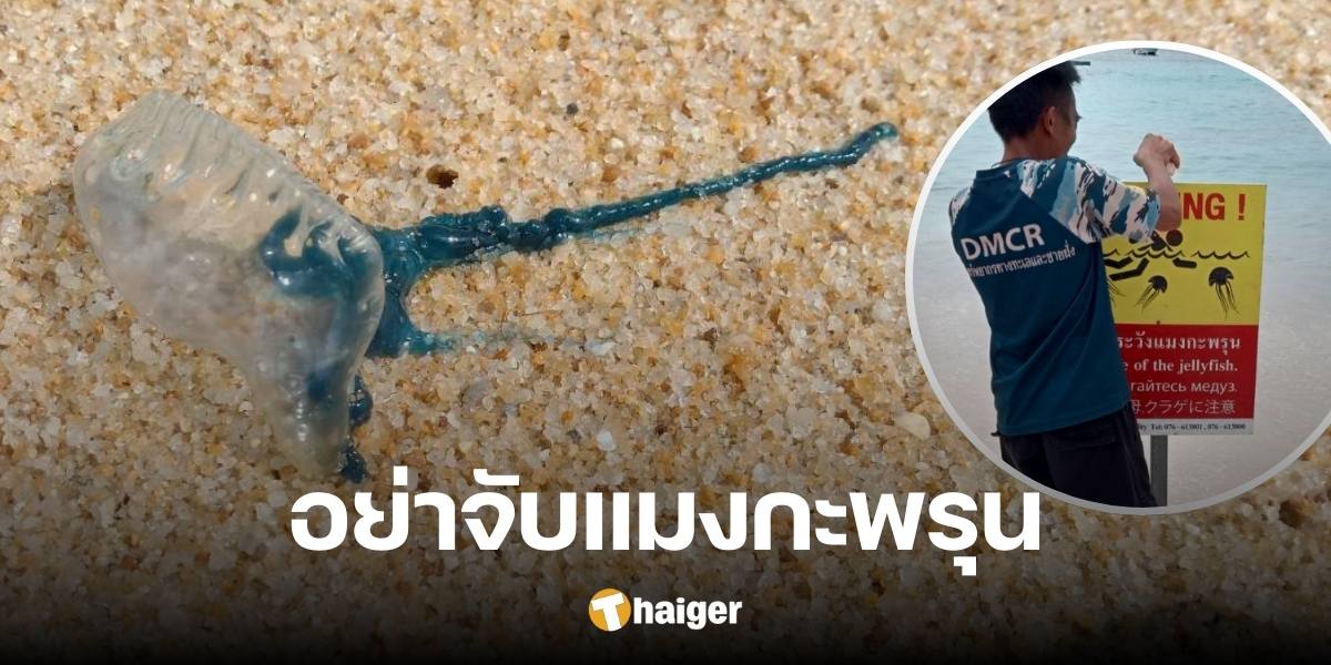 Warning 'Bottlehead jellyfish' found strewn around Phuket. Do not touch them, the venom is deadly.