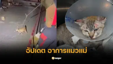 อัปเดตอาการแม่แมวที่รอดจากไฟไหม้