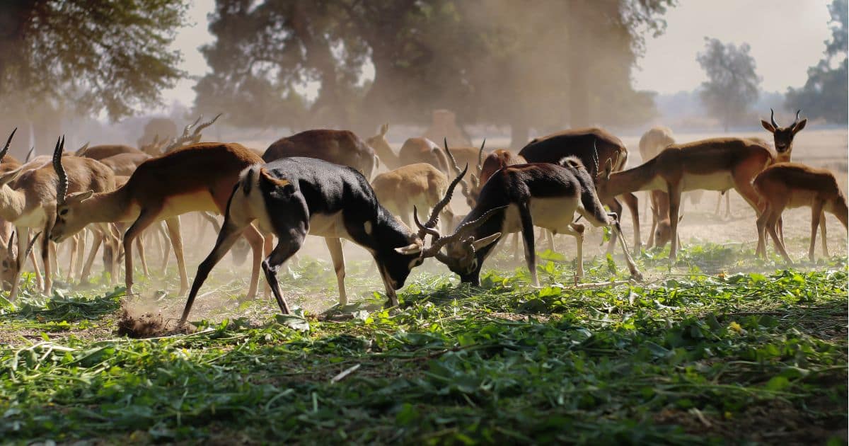 บ่าวสาว บุกโป่งดินเขาใหญ่ ถ่ายพรีเวดดิ้ง
