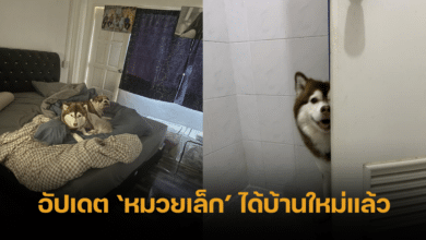 injured Siberian Thailand