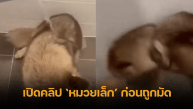 injured Siberian Thailand clip video