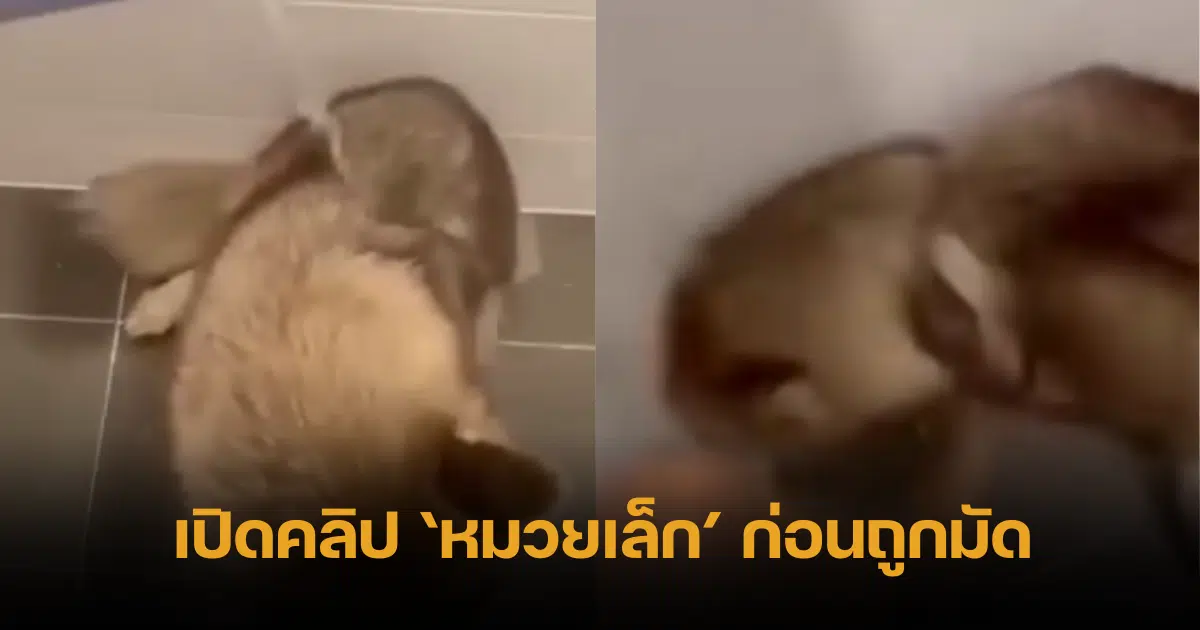 injured Siberian Thailand clip video
