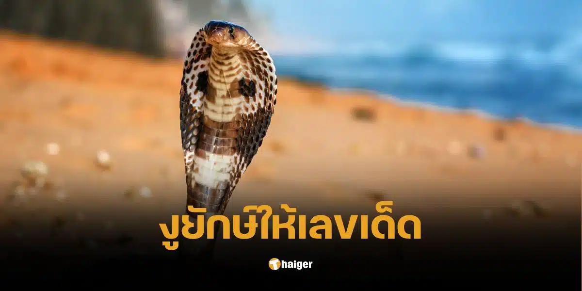 กู้ภัยจับวุ่น งูยักษ์เข้าบ้านพร้อมกัน 2 ตัว แห่ส่อง เลขเด็ด คาดมาให้โชค | Thaiger ข่าวไทย