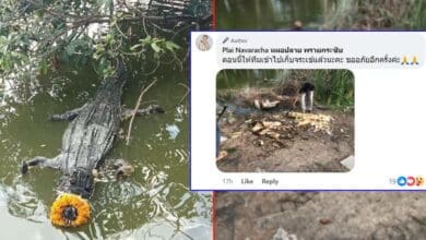 หมอปลายขอโทษเจ้าของบ่อ ปล่อยจระเข้