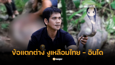 ข้อแตกต่างงูไทย-อินโด