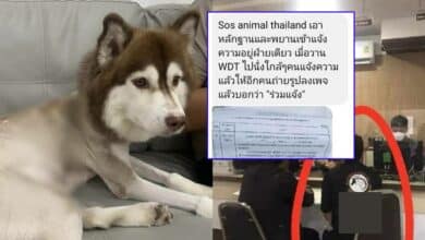 แฉ วอฃด็อก อ้างช่วไซบีเรียน