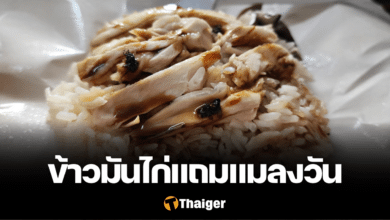 ข้าวมันไก่ แมลงวัน