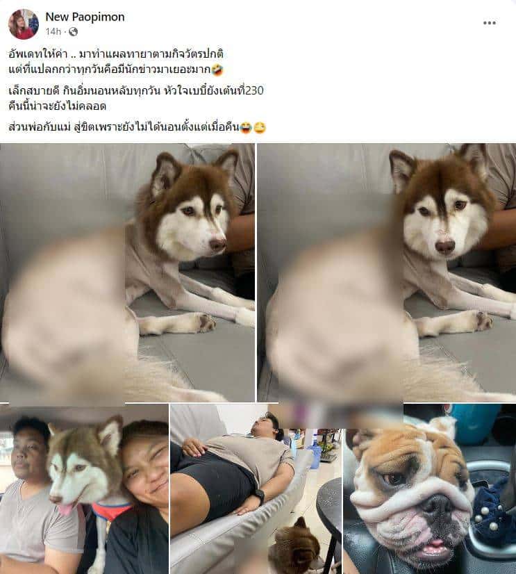 อัปเดตอาการหมาไซบีเรียนราดน้ำร้อน