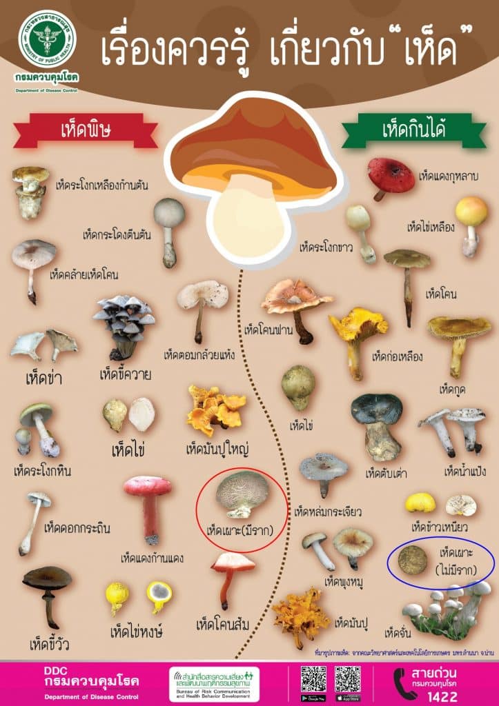หมอแล็บเตือน เห็ดมีพิษ ระวังเผลอกิน