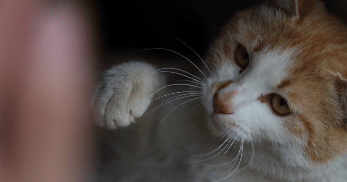 เลี้ยงแมว