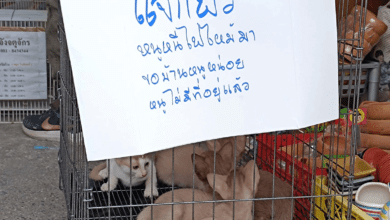 รับเลี้ยงแมว