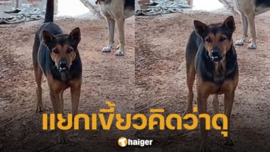 ไวรัล หมาฟันเหยิน