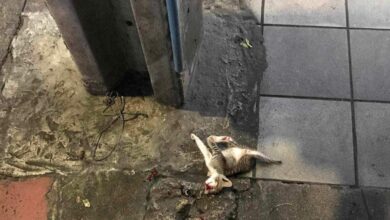 นักท่องเมี่ยวกระทบลูกแมว