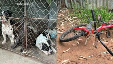 เจ้าของอเมริกันบูลลี่ แจกสุนัข 3 ตัว