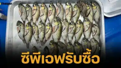 เจริญโภคภัณฑ์อาหาร ประกาศรับซื้อปลาหมอคางดำ 2 ล้าน กินโลกรัม กิโละ 15 บาท