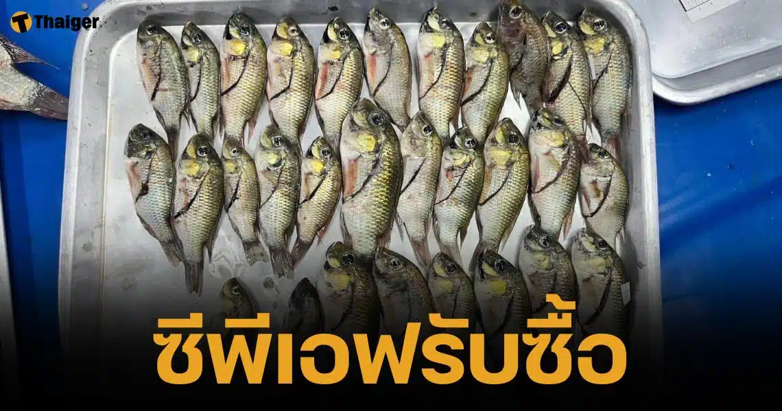 เจริญโภคภัณฑ์อาหาร ประกาศรับซื้อปลาหมอคางดำ 2 ล้าน กินโลกรัม กิโละ 15 บาท