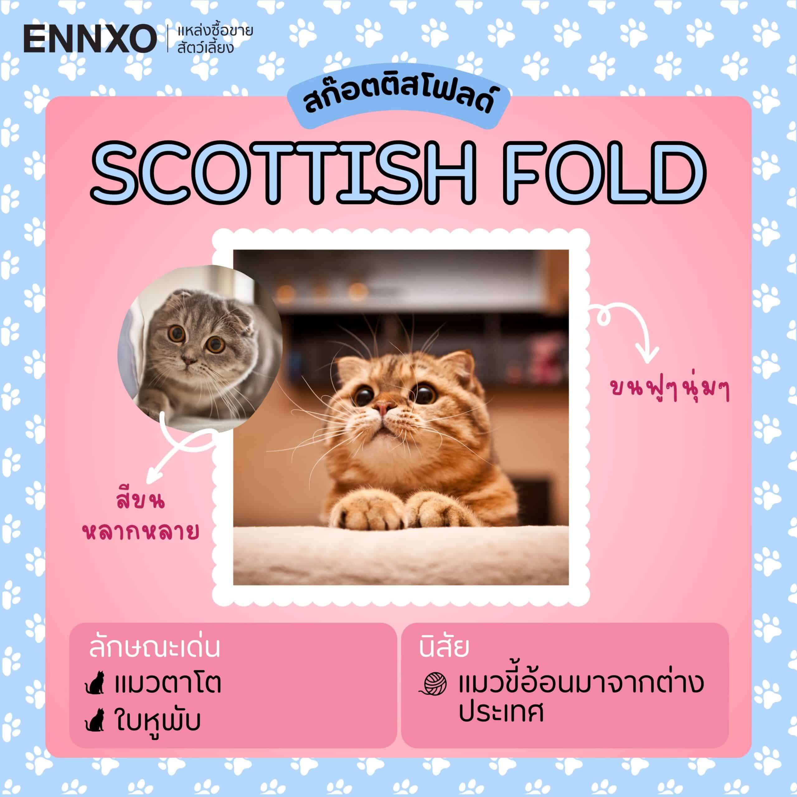 ENNXO ซื้อขายแมวออนไลน์ Scottish Fold