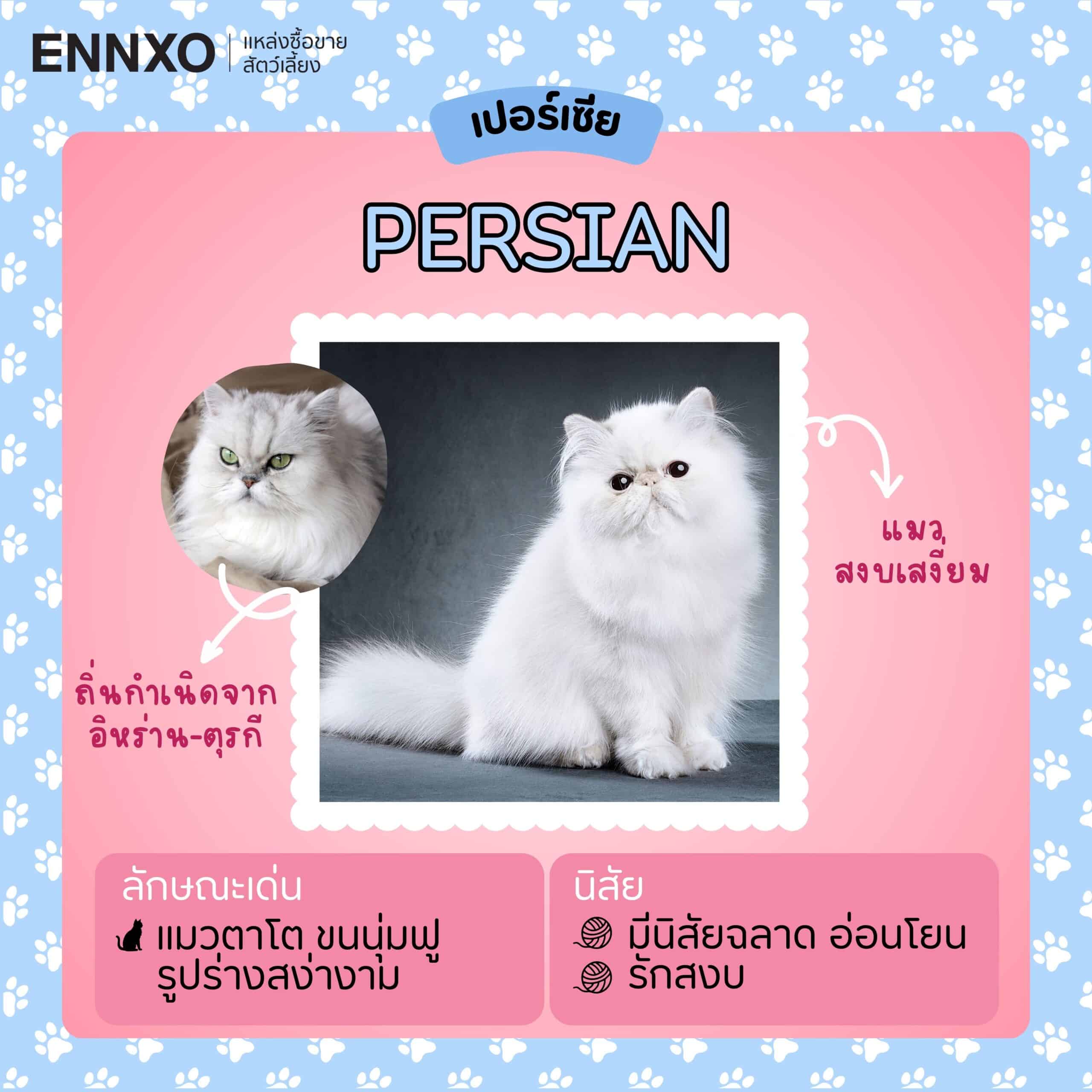 ENNXO ตลาดออนไลน์ ซื้อขายแมว Persian