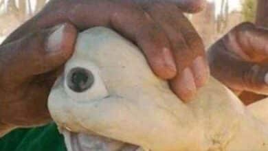 _It&#039;s a strange, one-eyed, albino sea creature. There are only 50 in the world.