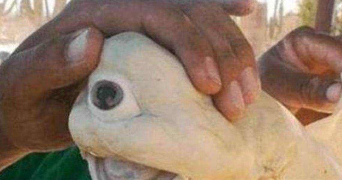 _It's a strange, one-eyed, albino sea creature. There are only 50 in the world.