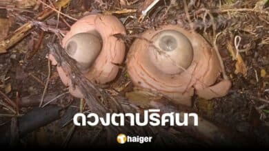 Man startled by 'weird' pair of eyes found in his garden