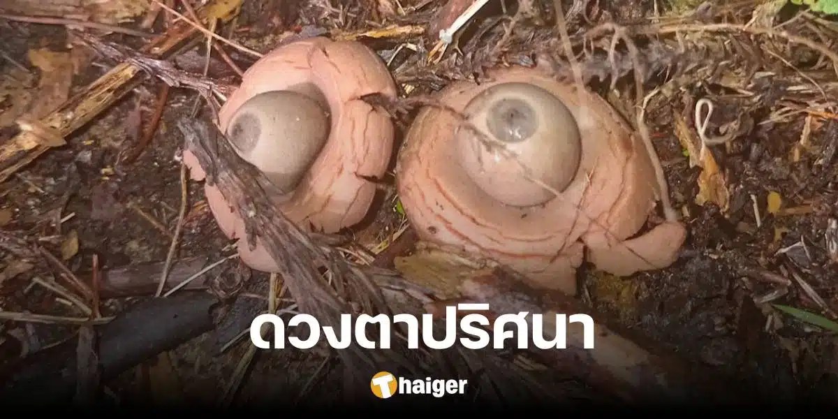 Man startled by 'weird' pair of eyes found in his garden