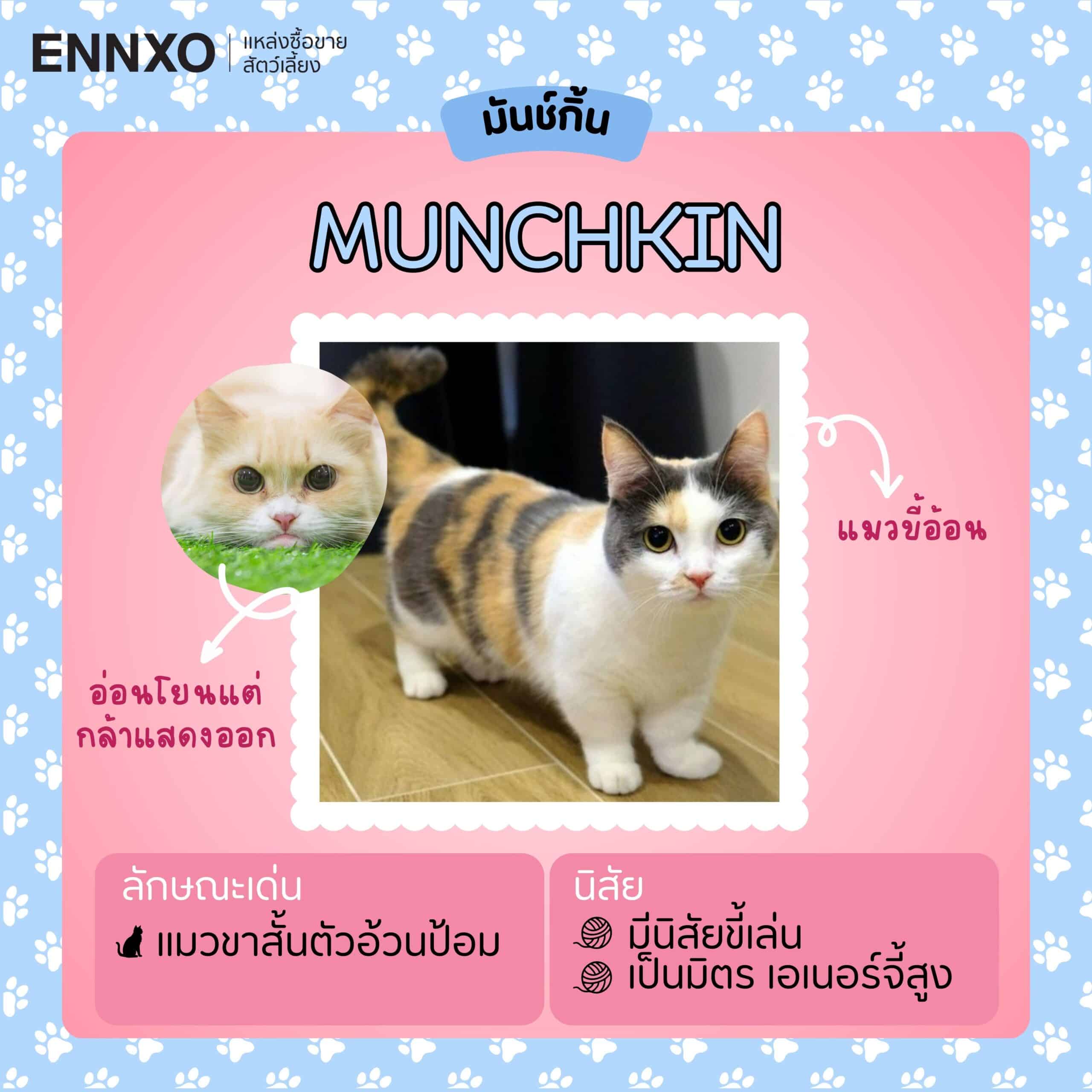 Munchkin ตลาดซื้อขายแมว ENNXO