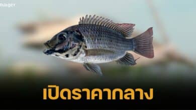 Open purchase price Black chin fish how much per kilogram Which provinces accept it