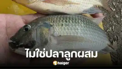 คลายกังวล 'อ.เจษฎา' แจงปม ปลานิลคางดำ ลูกผสมพันธุ์ ปลาหมอคางดำ