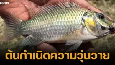 _Revealing the black chin fish. Who brought it in Can it be eaten It is dangerous to the Thai fish ecosystem