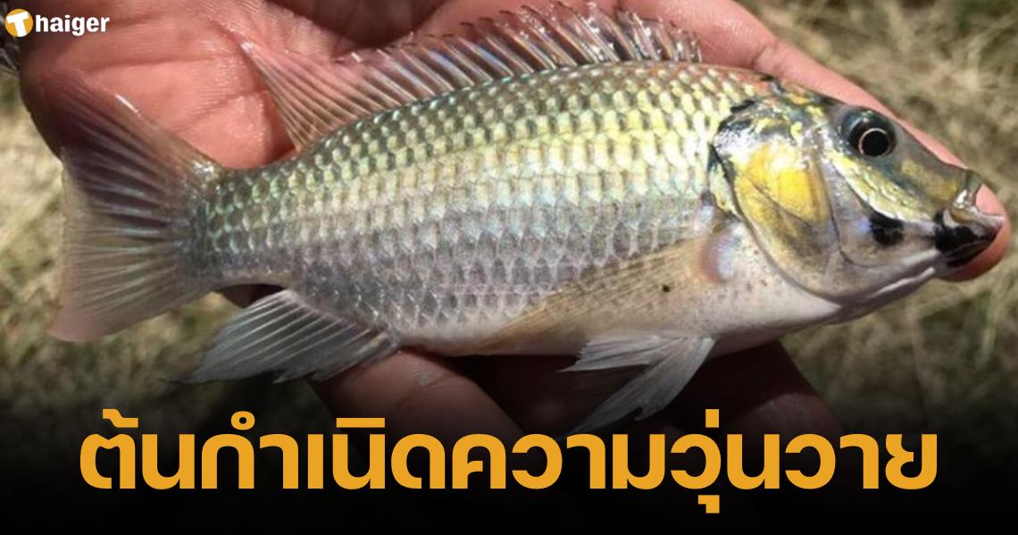 _Revealing the black chin fish. Who brought it in Can it be eaten It is dangerous to the Thai fish ecosystem