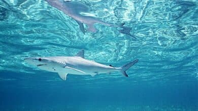 นักวิทยาศาสตร์บราซิล เจอโคเคนในฉลาม 13 ตัว ตอบไม่ได้ว่าจะทำให้ดุขึ้นไหม