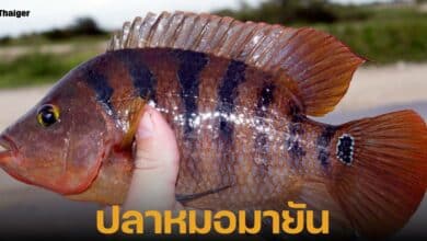 ปลาหมอมายัน เป็นเอเลี่ยนสปีชีส์ ที่ทำลายระบบนิเวศ