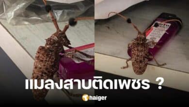 ที่แท้คือตัวนี้ หนุ่มอวดภาพสัตว์แปลก คล้ายแมลงสาบติดเพชร เจอครั้งแรกในชีวิต