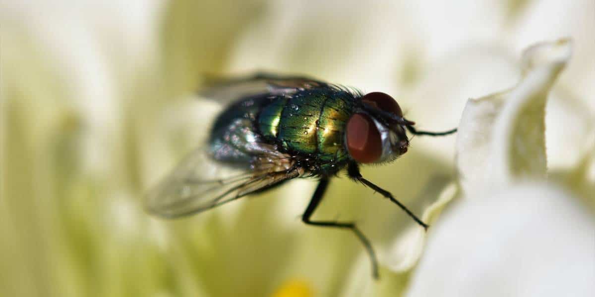 แมลงวันเป็นต้นเหตุที่ทำให้เชื้อโรคแพร่เข้าสู่ร่างกาย