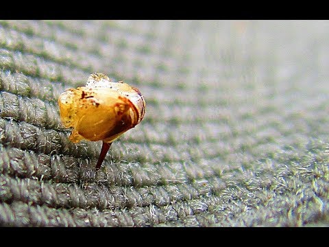 ผึ้งงานปล่อยเหล็กในเสร็จแล้วตัวมันเองจะตาย