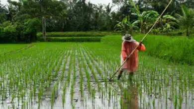 เงินช่วยเกษตรกรปี66/67