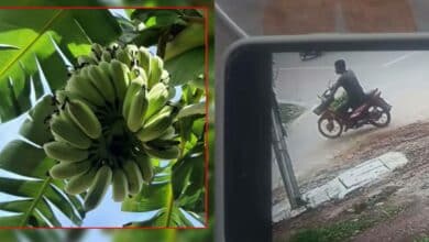 ขโมยกล้วยมะลิอ่อง 20 ล้าน