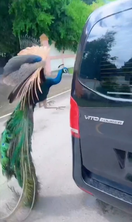 นกยูง จิกรถหรู คนแห่โฟกัสเลขทะเบียน